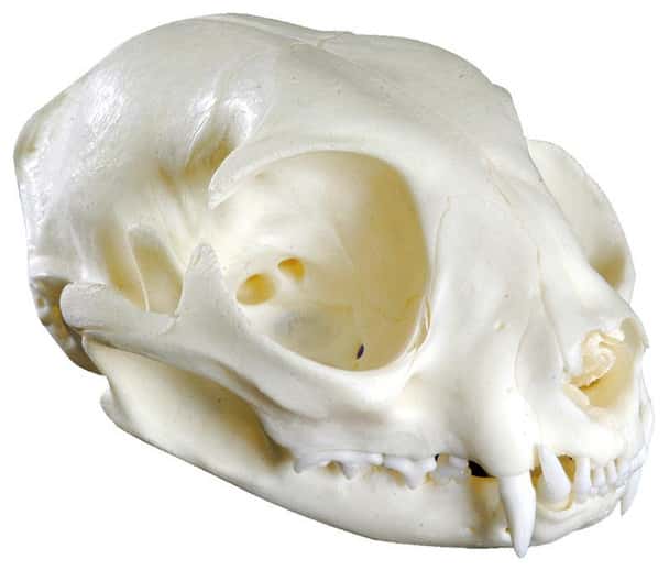 Cat (Felis catus) Skull of Domestic Feline