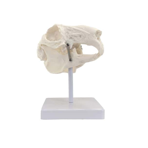Axis Scientific Rabbit Skull Anatomy Model, Natural Size, 2-Parts