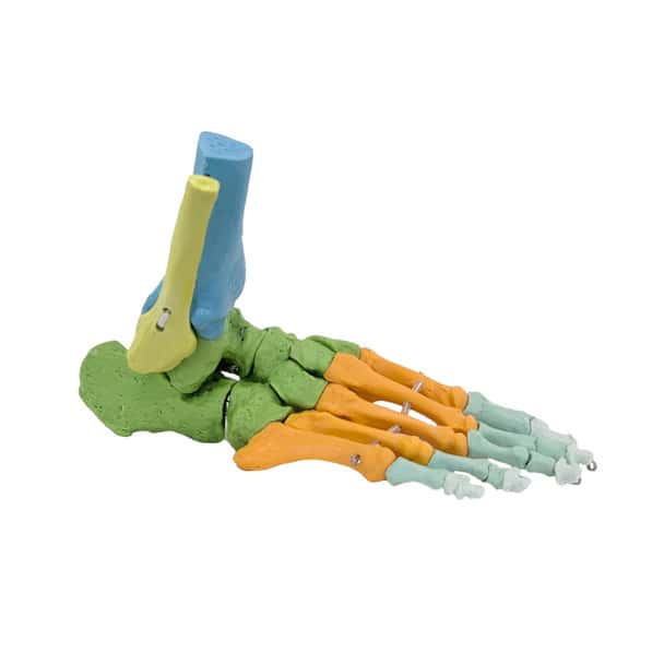 Axis Scientific Didactic Foot Skeleton With Ankle