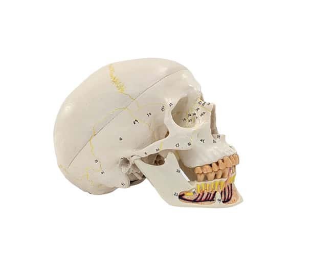 Axis Scientific Skull with Exposed Mandible, 3-Parts, Numbered, Life-Sized