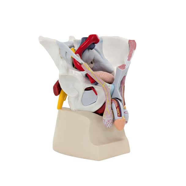 Axis Scientific Male Pelvis with Organs and Musculature, 6-Parts