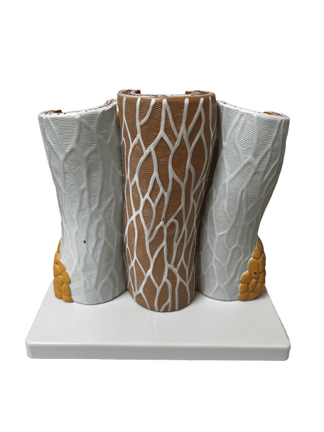 Cross Section of Artery and Vein Model - Limited Edition, Sold As-Is