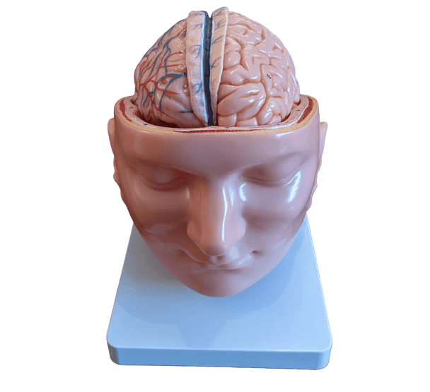 Human Head with Brain Model (7-Parts) - Limited Edition, Sold As-Is