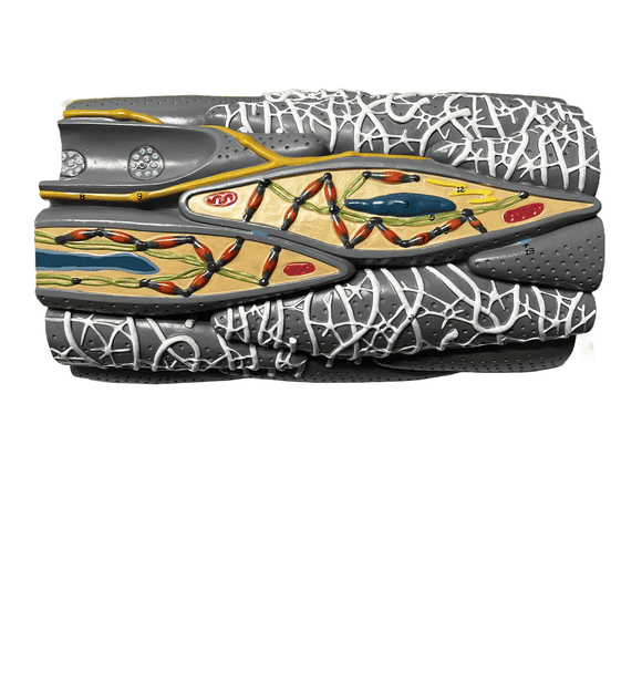 Microstructure of Smooth Muscle Model - Limited Edition, Sold As-Is