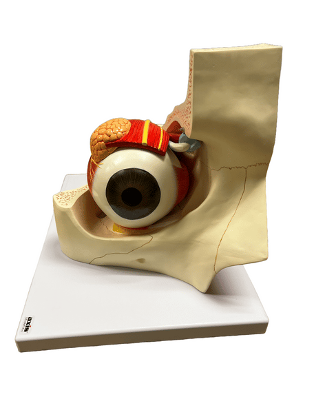4-Part Eye in Orbit Model - Limited Edition, Sold As-Is