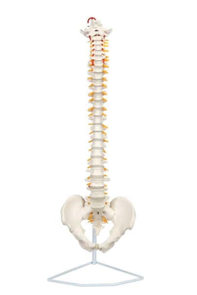 Axis Scientific Life-Size Vertebral Column