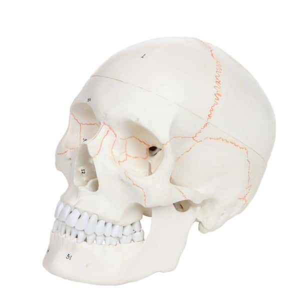 Axis Scientific 3-Part Life-Size Human Skull Numbered Anatomy Model Overview