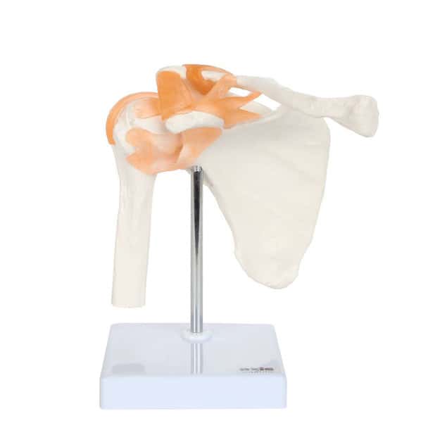 Axis Scientific Flexible Shoulder Joint on display base