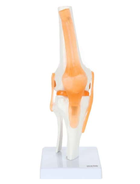 Axis Scientific Functional Knee Joint front view of knee