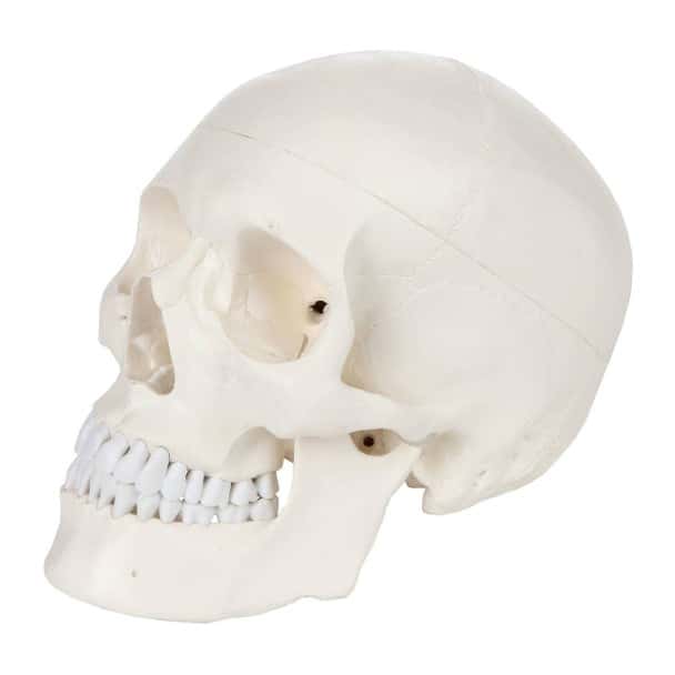 Axis Scientific 3-Part Life-Size Human Skull