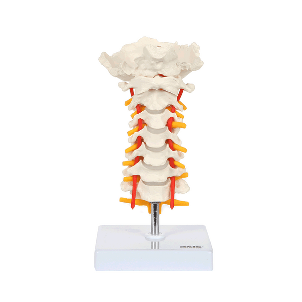 Axis Scientific Cervical Vertebral Column with Spinal Nerves and Arteries GIF