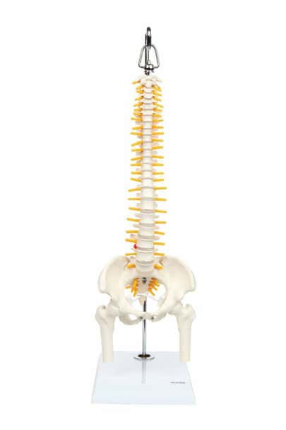 Axis Scientific Miniature Vertebral Column