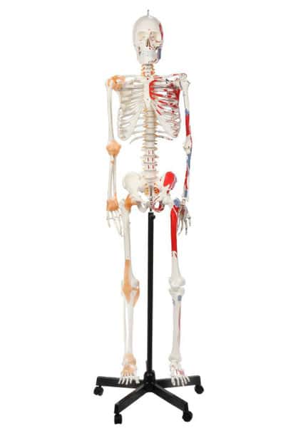 Axis Scientific Painted and Numbered Life-Size Human Skeleton Anatomy Model with Flexible Spine and Ligaments Overview