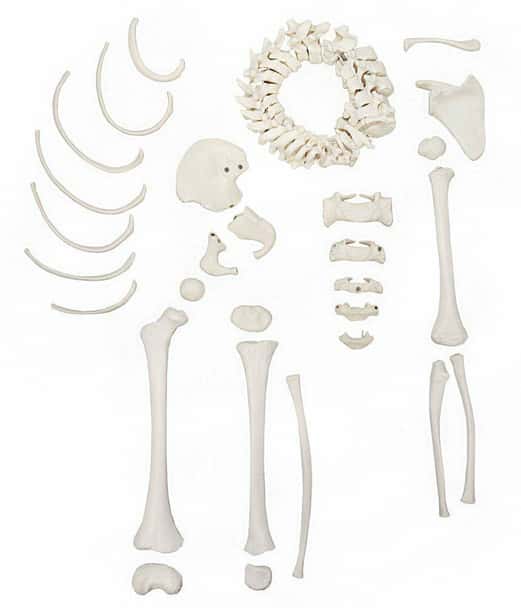Axis Scientific Disarticulated Life-Size Half Child Skeleton Anatomy Model Overview