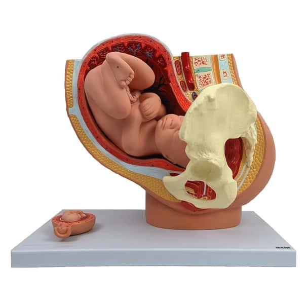 Axis Scientific Pregnancy Pelvis with Mature Fetus Numbered Anatomy Model