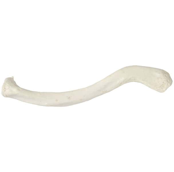 Axis Scientific Clavicle Bone