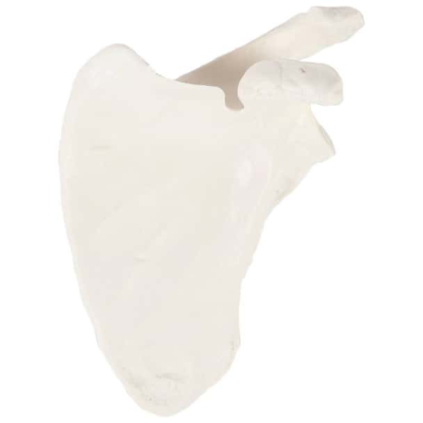 Axis Scientific Scapula Bone