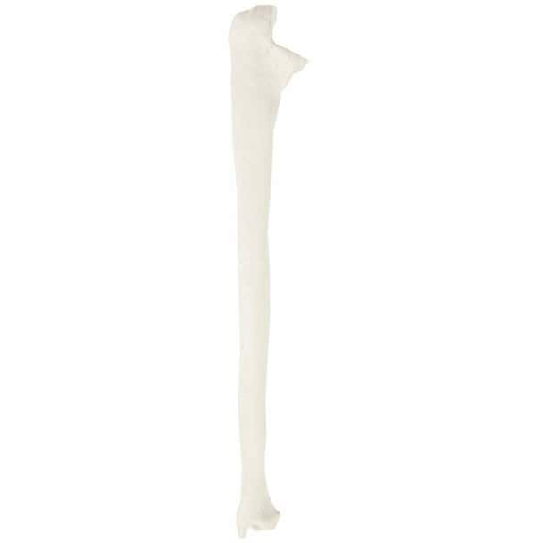 Axis Scientific Ulna Bone