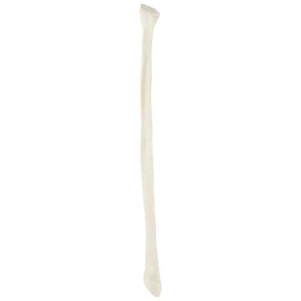 Axis Scientific Fibula Bone
