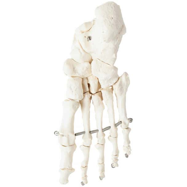 Axis Scientific Articulated Foot Skeleton