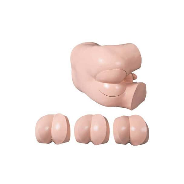 Anatomy Lab Advanced Rectal Touch Examination Model