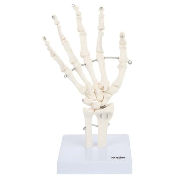 Axis Scientific Hand Skeleton Including Ulna and Radius