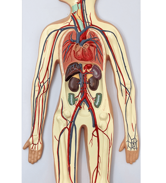 Axis Scientific Human Circulatory System