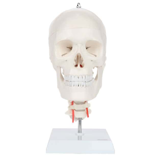 Axis Scientific Human Skull Model with Flexible Neck