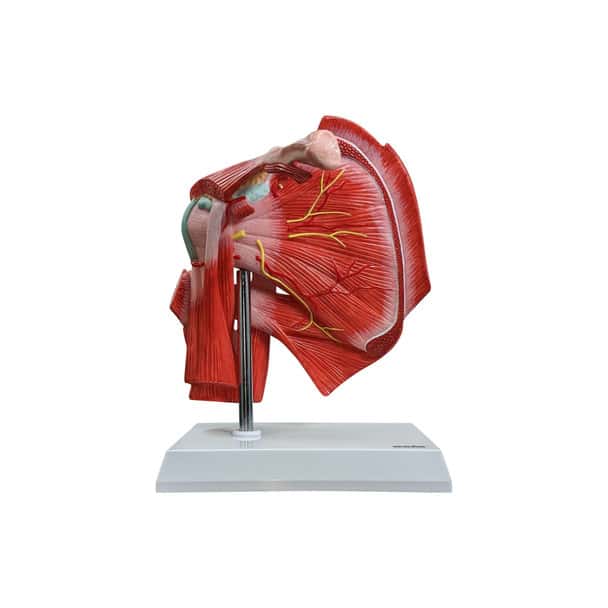 Axis Scientific Muscled Shoulder Joint