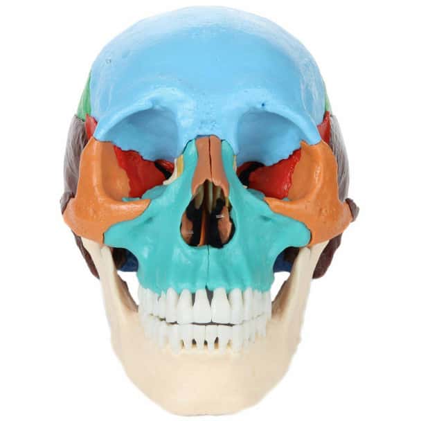 Axis Scientific 22 Part Osteopathic Didactic Human Skull