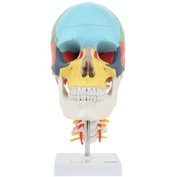 Axis Scientific Didactic Skull on Cervical Vertebrae with Nerves and Arteries