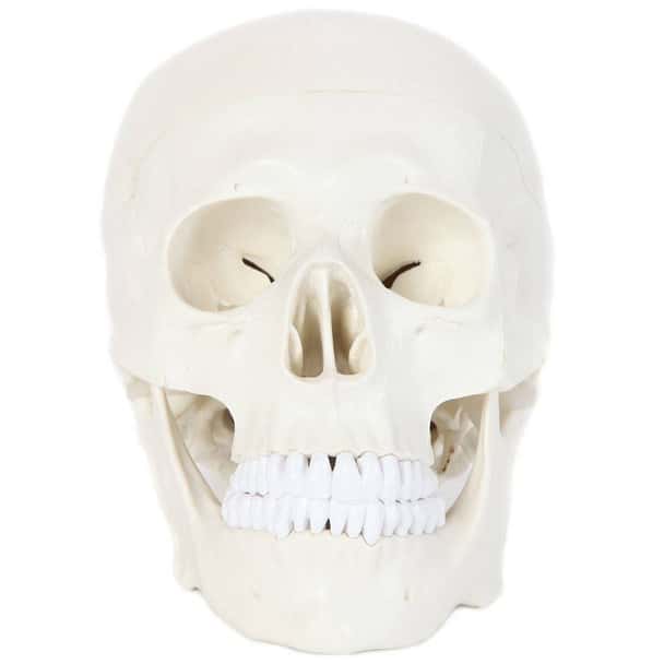Anatomy Lab Essential Life-Size Skull