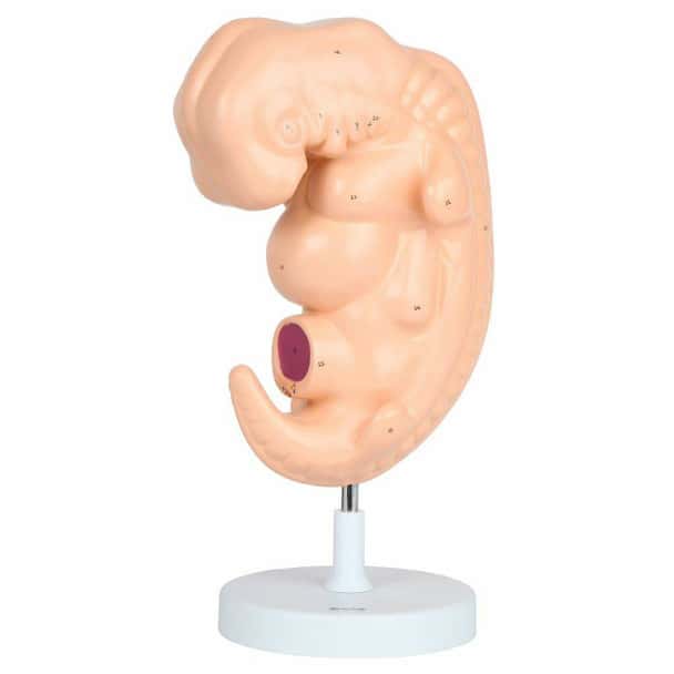 Anatomy Lab Embryo Anatomy Model, Enlarged 25 Times Life Size