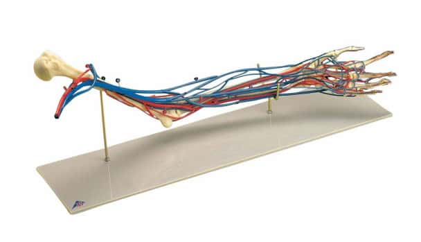 Vascular Arm Anatomy Model Life Size