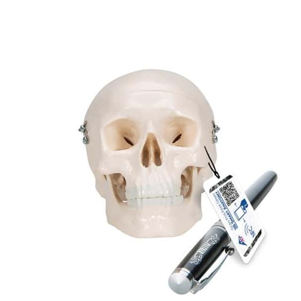 Mini Human Skull Anatomy Model - Front Side View