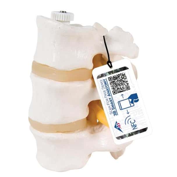 Lumbar Vertebrae Anatomy Model