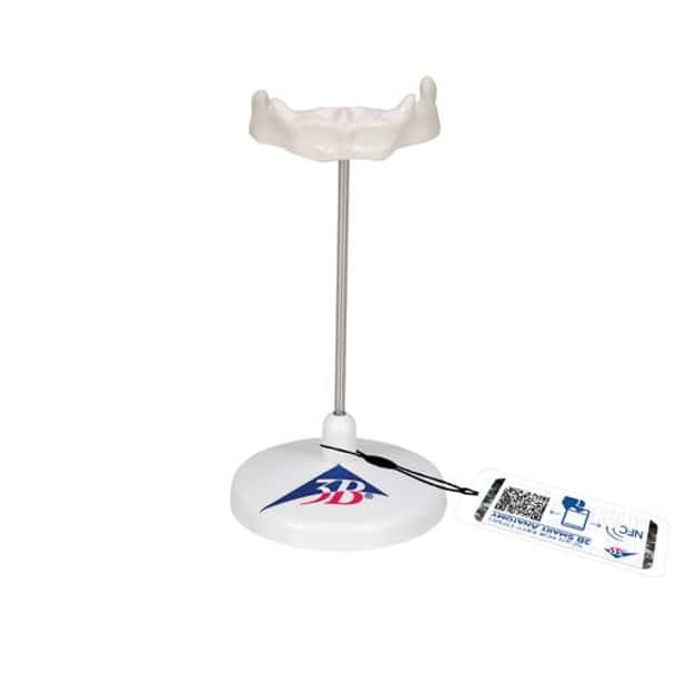 Hyoid Bone Anatomy Model On Stand