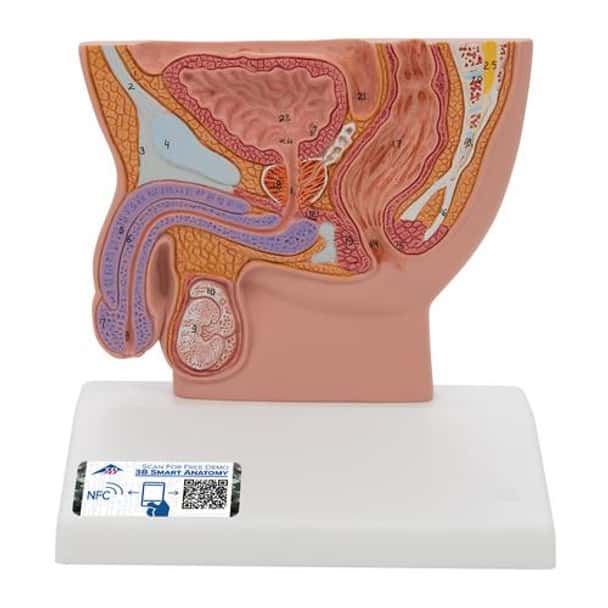 Male Pelvis Section Anatomy Model