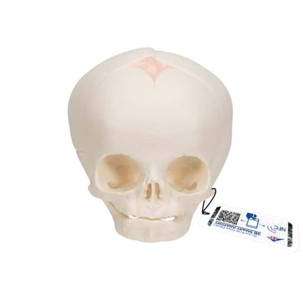 Human Fetal Skull Anatomy Model