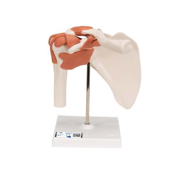 Functional Shoulder Joint Anatomy Model