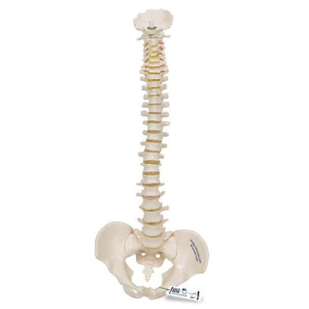 Mini Human Spinal Column Anatomy Model