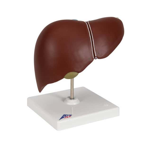 Liver Anatomy Model With Gall Bladder