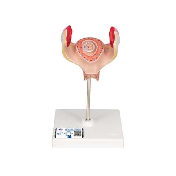 1st Month Human Embryo Model