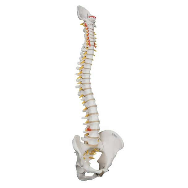 Highly Flexible Human Spine