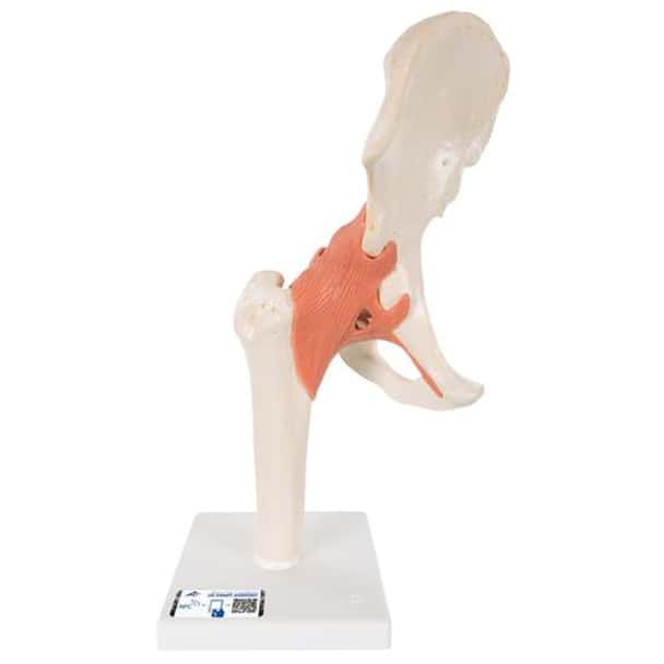 Deluxe Functional Hip Joint Anatomy Model