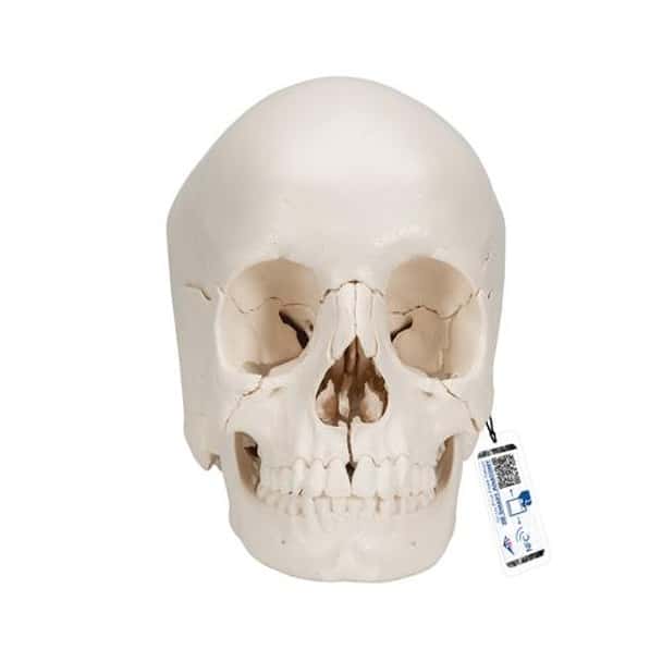 Beauchene Skull in 22 Parts