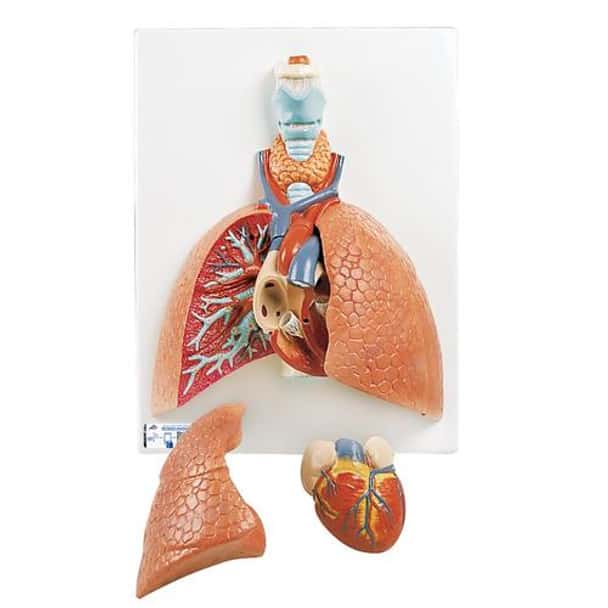 Life-Size Lung Anatomy Model 5 Parts