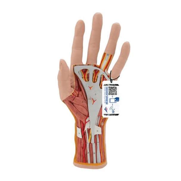 Life-Size Internal Hand Structure Anatomy Model
