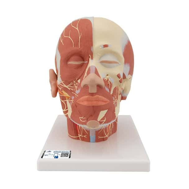 Head and Neck Musculature Anatomy Model With Nerves