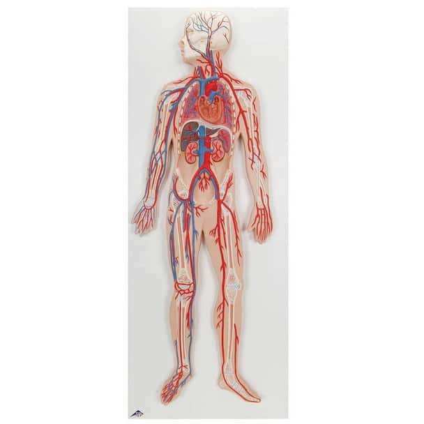 Half Life-Size Human Circulatory System Anatomy Model